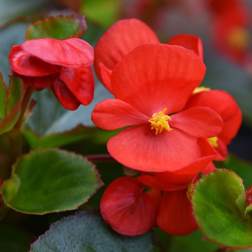 Sommarbegonia F1 'Super Olympia Red'