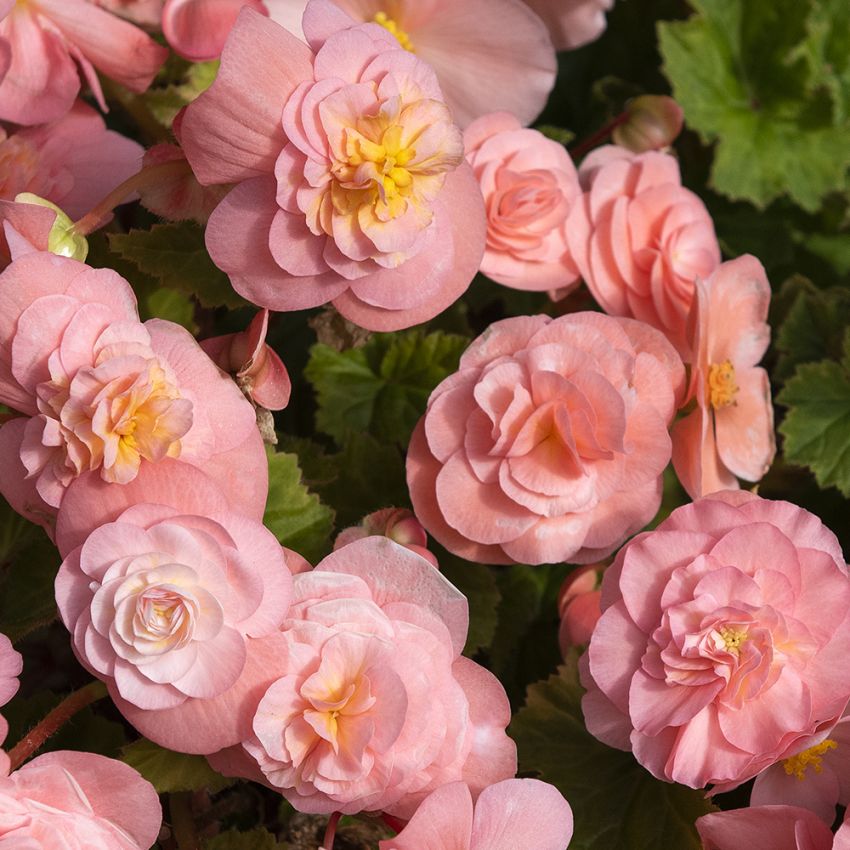 Knölbegonia F1 'Fortune Pink'