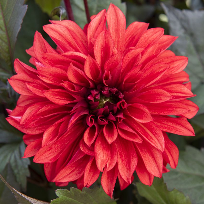 Dekorativdahlia 'Cool Flame' 1 st