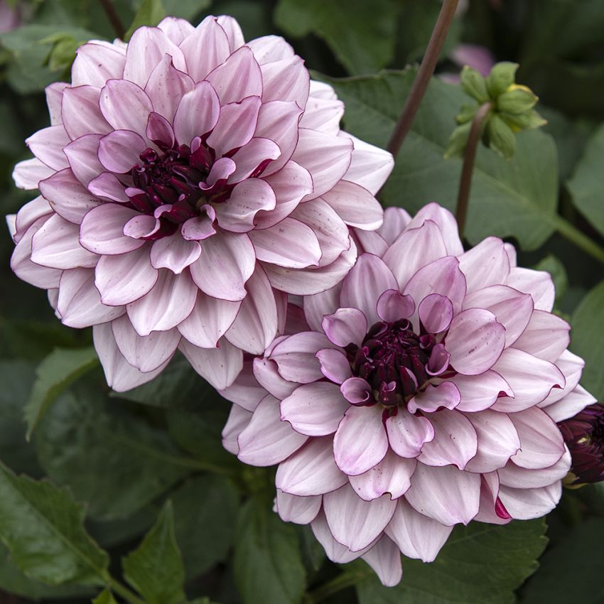 Näckrosdahlia 'Crème de Cassis' 1 st