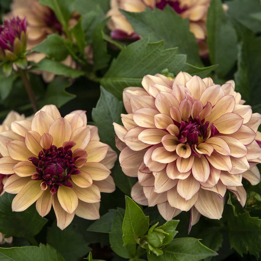 Näckrosdahlia 'Crème de Cognac' 1 st