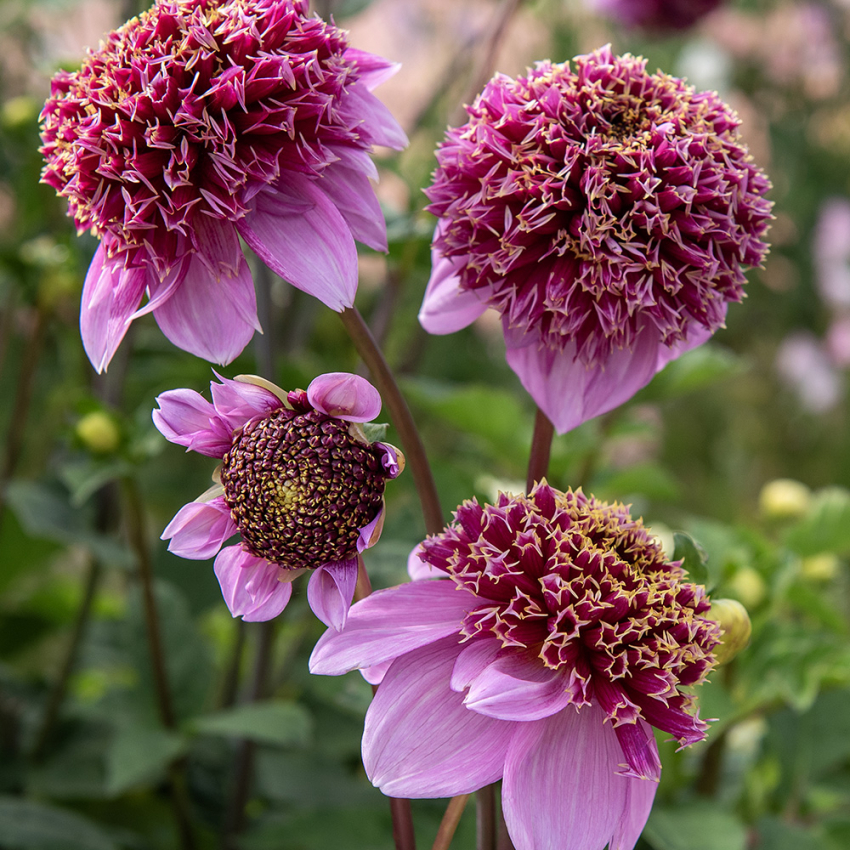 Anemondahlia 'Fenna Baaij' 1 st