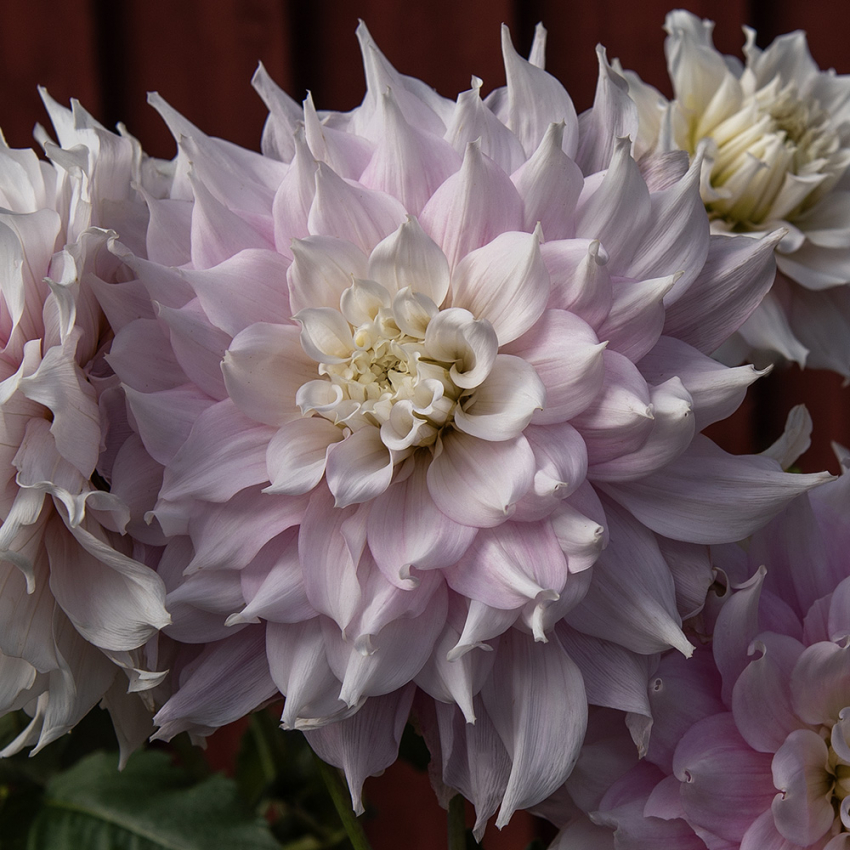 Dinnerplatedahlia 'Gitts Perfection', dubbla blommor i skiftande mjukt rosa nyanser med cremevita kronbladsspetsar och mitt.