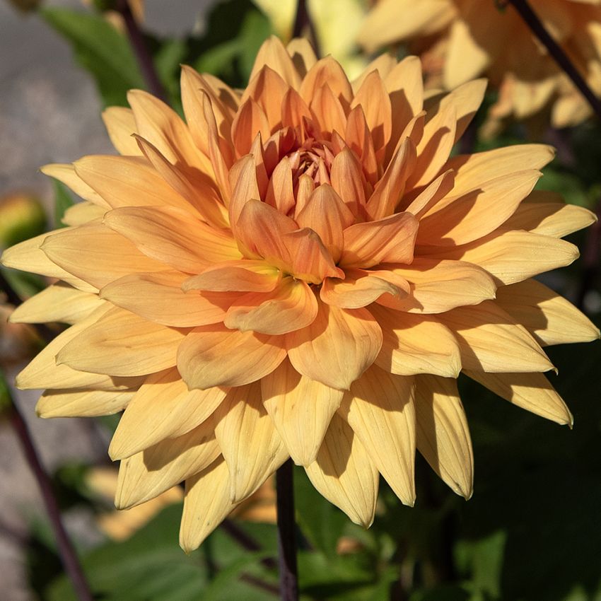 Dekorativdahlia 'Glorie van Noordwijk' 1 st