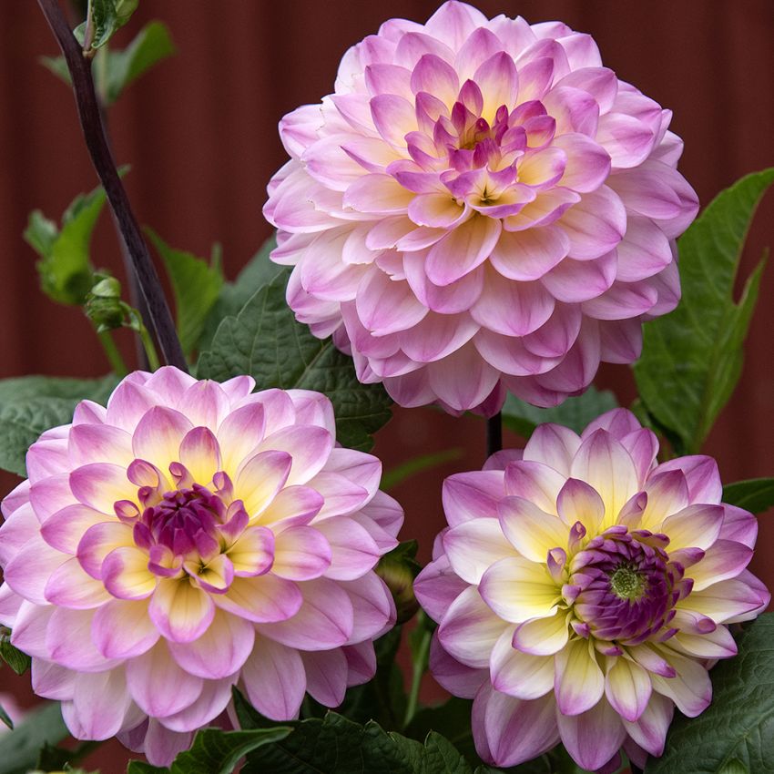 Dekorativdahlia 'Jowey Gipsy' 1 st