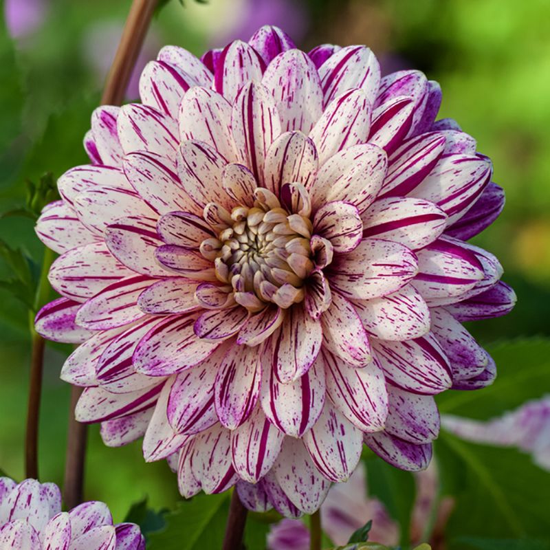 Dekorativdahlia 'Smokey' 1 st