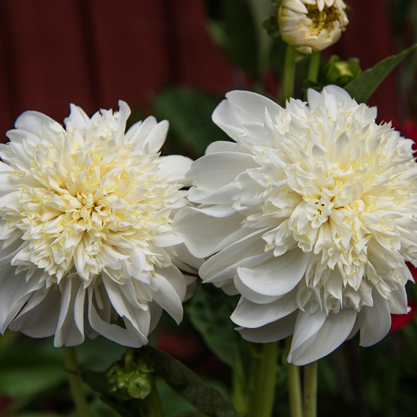 Anemondahlia 'Zahra' 1 st