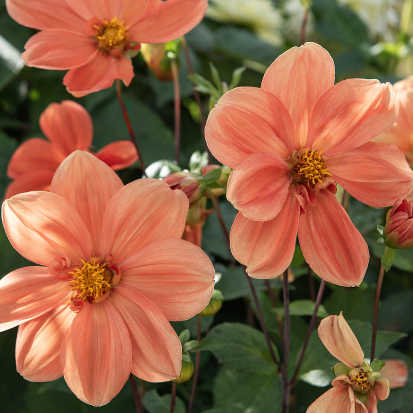 Enkel Trädgårdsdahlia 'G.F. Hemerik' 1 st