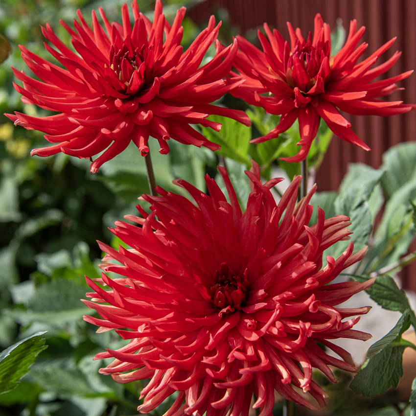 Kaktusdahlia 'Bergers Record', dubbla, klarröda blommor. Karakteristiska blommor med smala, spetsiga kronblad.