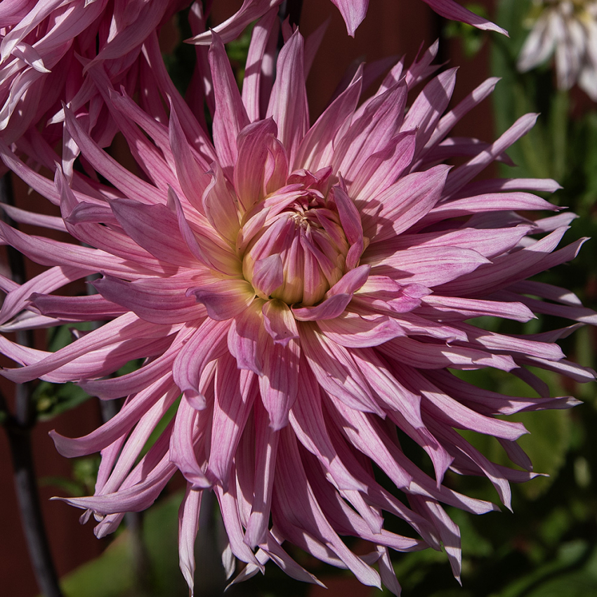 Kaktusdahlia 'Hollyhill Cotton Candy', kaktusdahlia med ca 15-20 cm stora, dubbla, klarrosa blommor med cremegul mitt. 