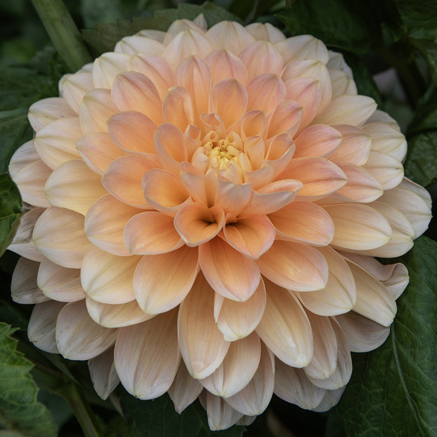 Dekorativdahlia 'Honey Dew' 1 st