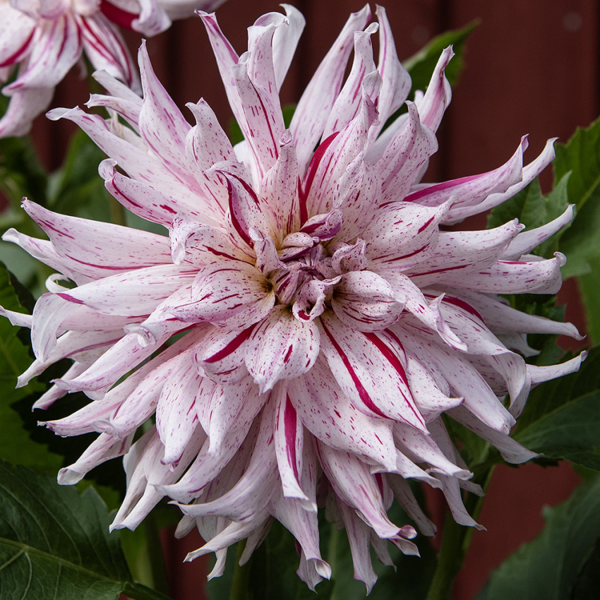 Kaktusdahlia 'Mick's Peppermint' 1 st