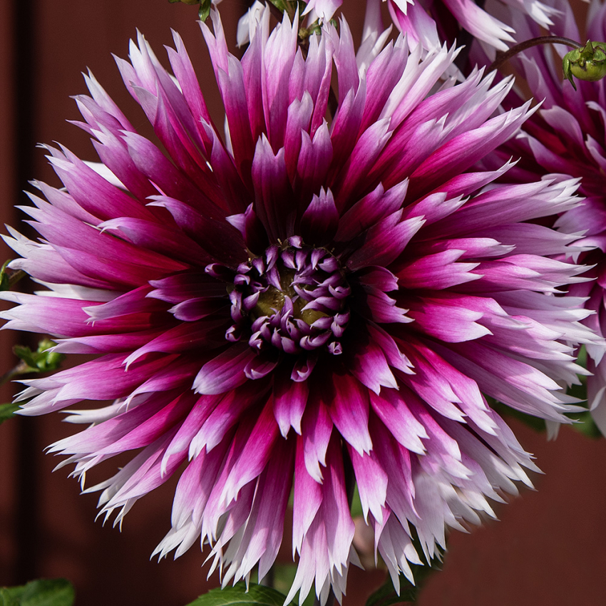 Fransdahlia 'Alauna Clair-Obscur' 1 st