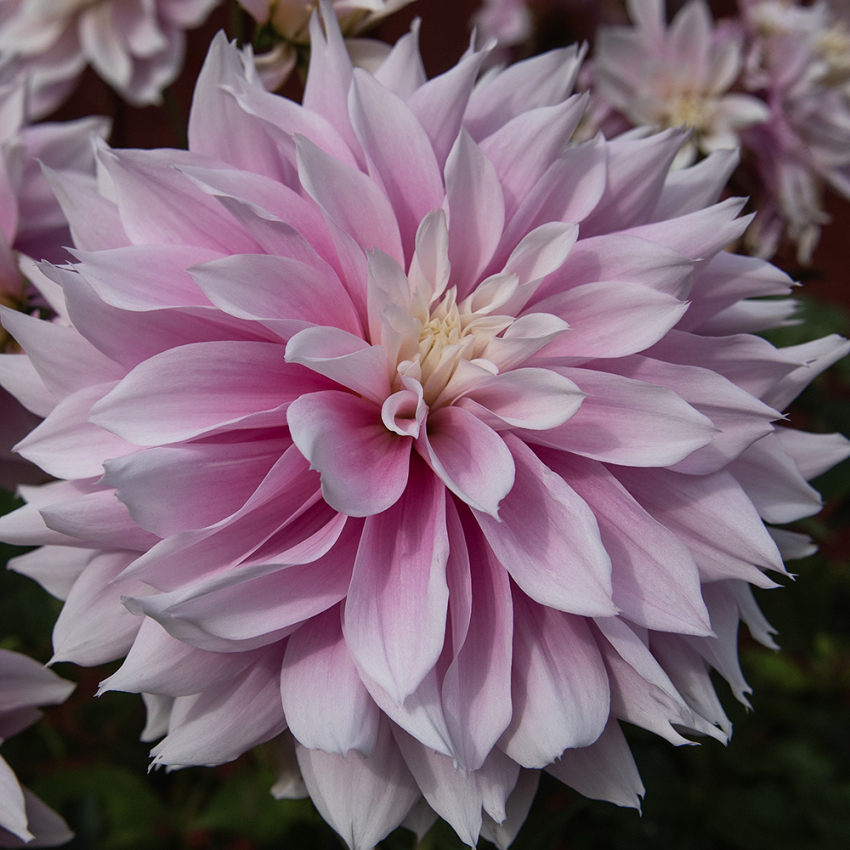 Dekorativdahlia 'Evanah' 1 st