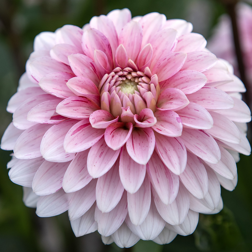 Dekorativdahlia 'Strawberry Cream' 1 st