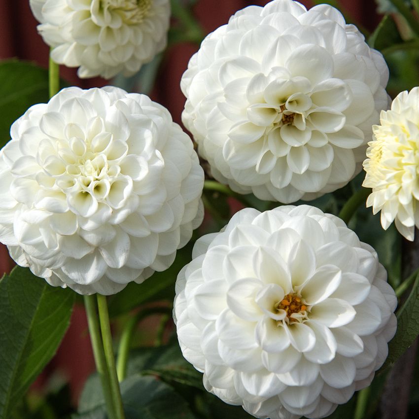 Pompondahlia 'White Aster' 1 st