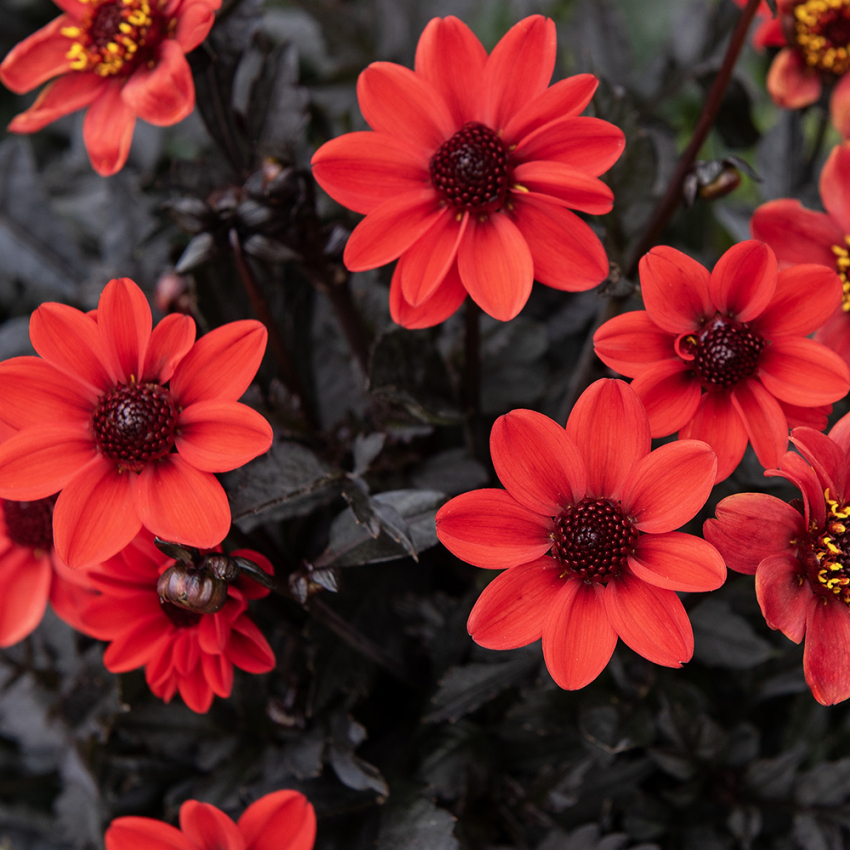 Enkel Trädgårdsdahlia ''Happy Days Cherry Red'' 1 st