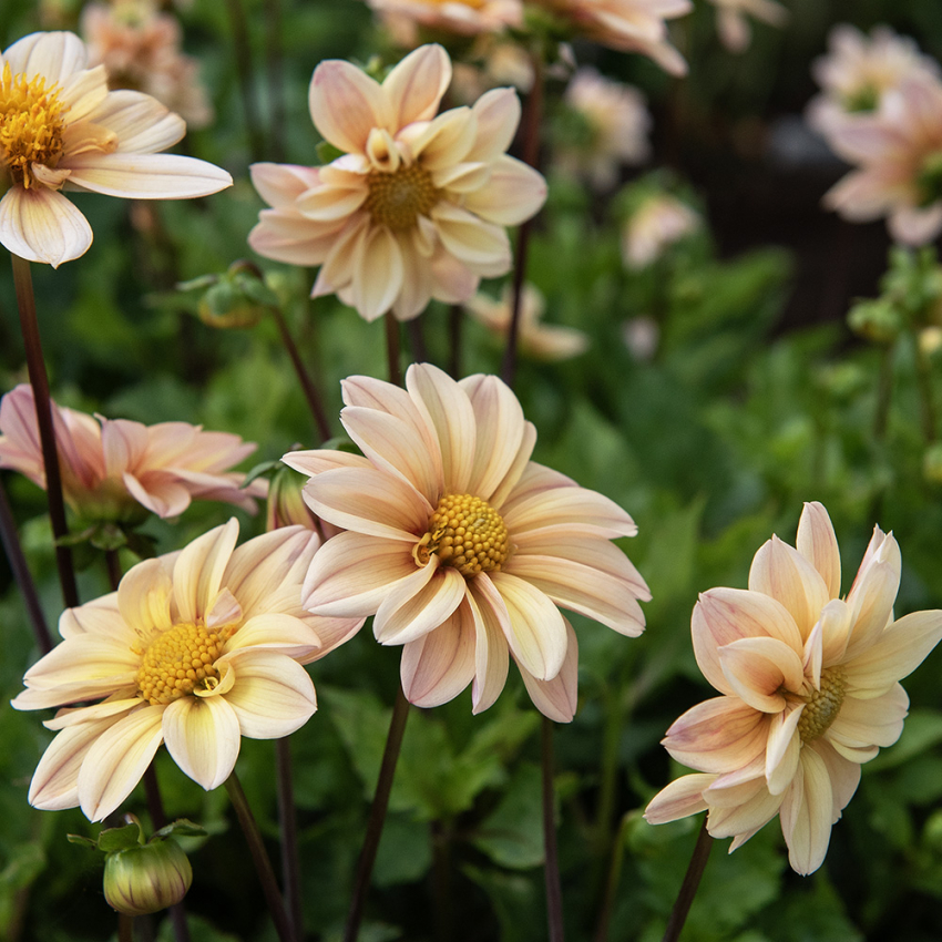 Enkel Trädgårdsdahlia ''Topmix Apricot'' 1 st