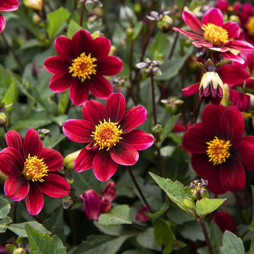 Enkel Trädgårdsdahlia 'Topmix Purple' 1 st