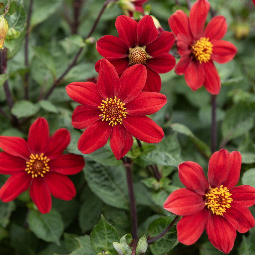 Enkel Trädgårdsdahlia 'Topmix Red' 1 st