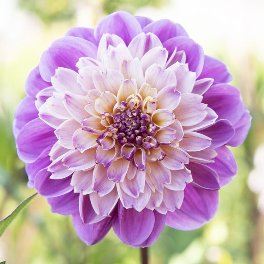 Anemondahlia 'Take Off' 1 st