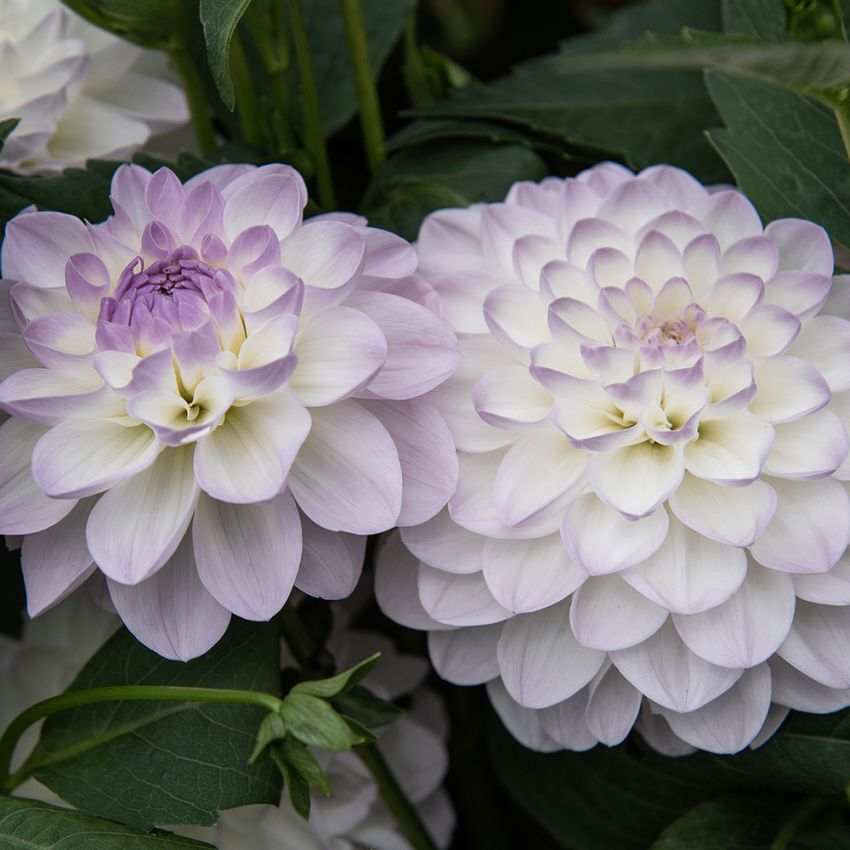 Dekorativdahlia 'Eveline' 1 st