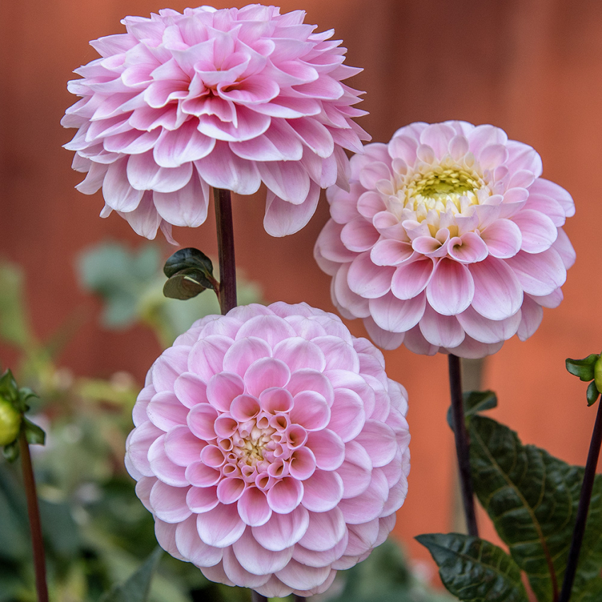 Pompondahlia 'Wizard of Oz', Bedårande pompondahlia med ca 8-10 cm stora, täta, perfekt bollrunda, ljust pastellrosa blommor.