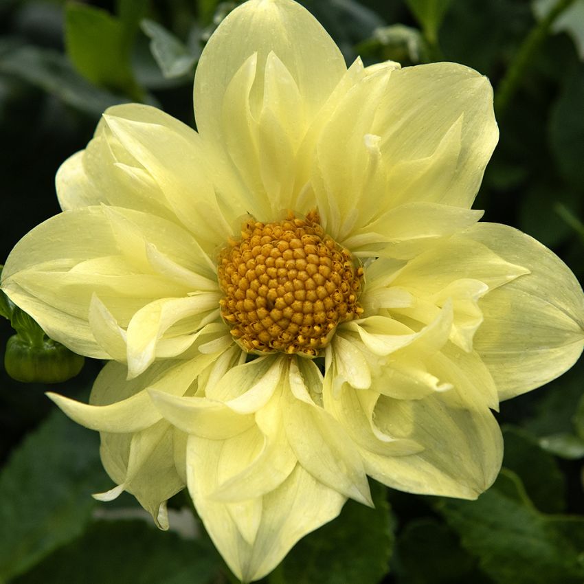 Halskråsdahlia 'Yellow Bird' 1 st