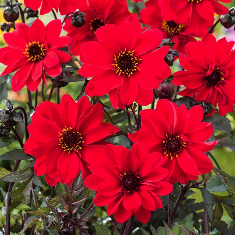 Piondahlia 'Bishop of Llandaff' 1 st