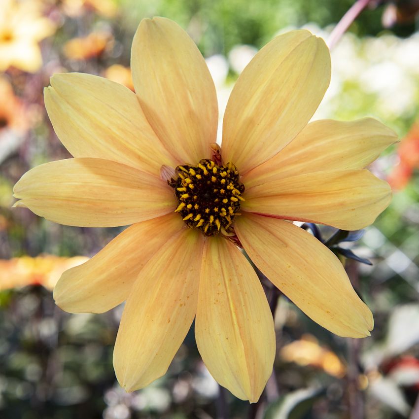 Piondahlia 'Bishop of York' 1 st