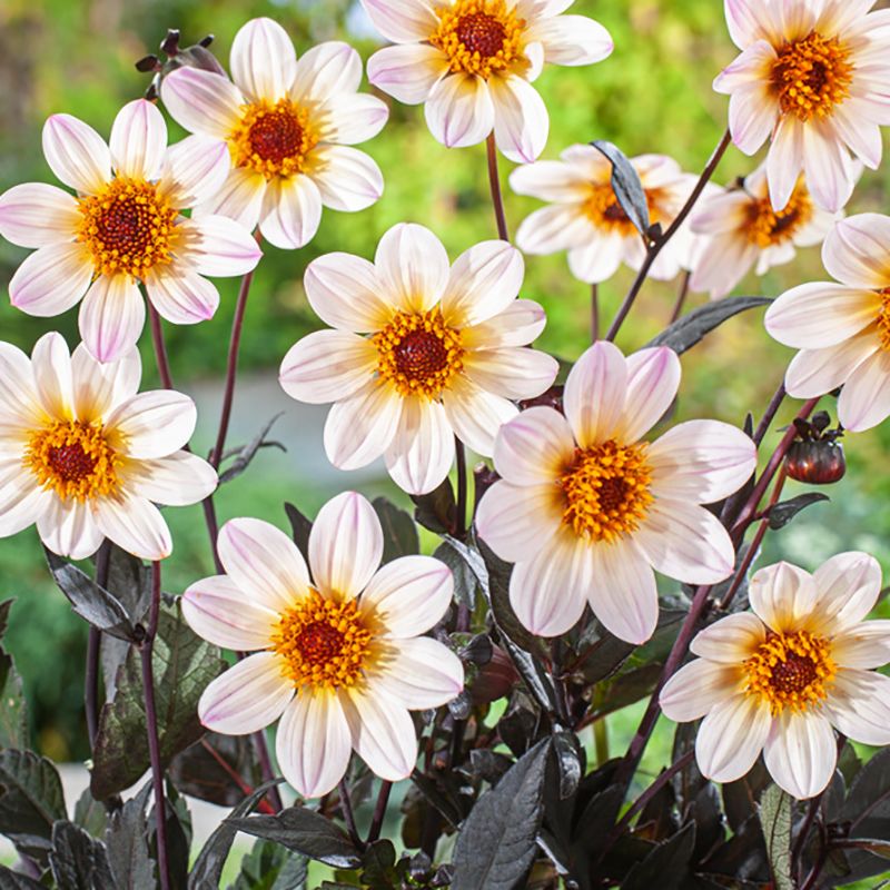 Enkel Trädgårdsdahlia 'Happy Days Cream White' 1 st