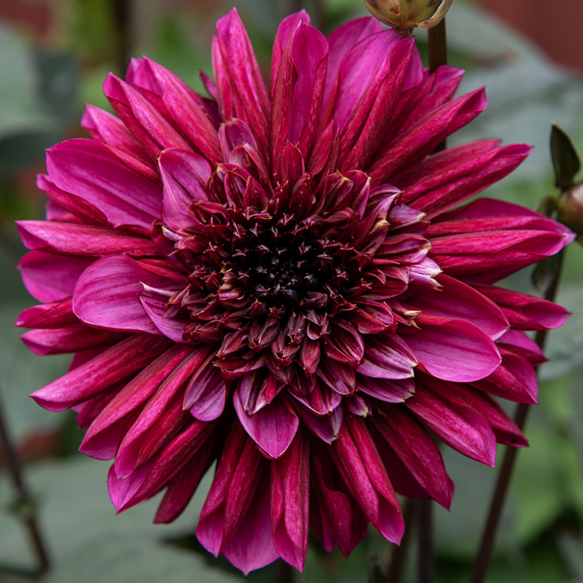 Anemondahlia 'Purple Haze', ca 10-15 cm stora, lysande purpurröda och cerise blommor med en mörk och tät mittkrona.