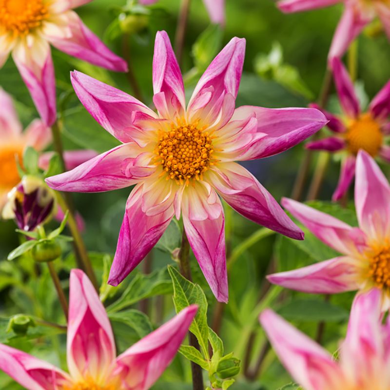 Orkidédahlia 'Fancy Pants' 1 st