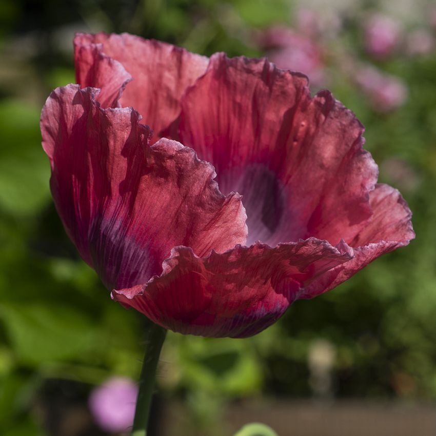 Valmue 'The Giant' i gruppen Fröer / Ettåriga blommor hos Impecta Fröhandel (22295)