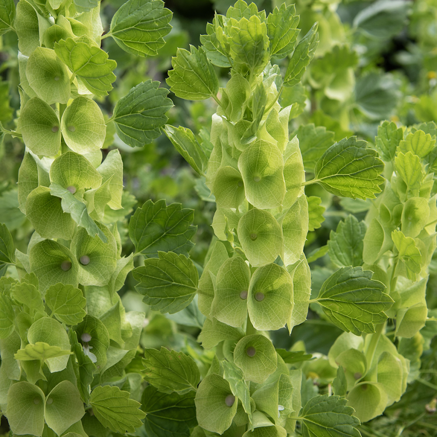 Musselsyska, fin i vinterdekorationer. Gulgröna klockor av blommornas foderblad