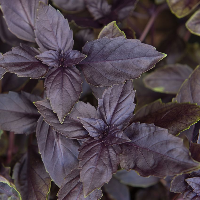 Purpurbasilika 'Red Rubin'