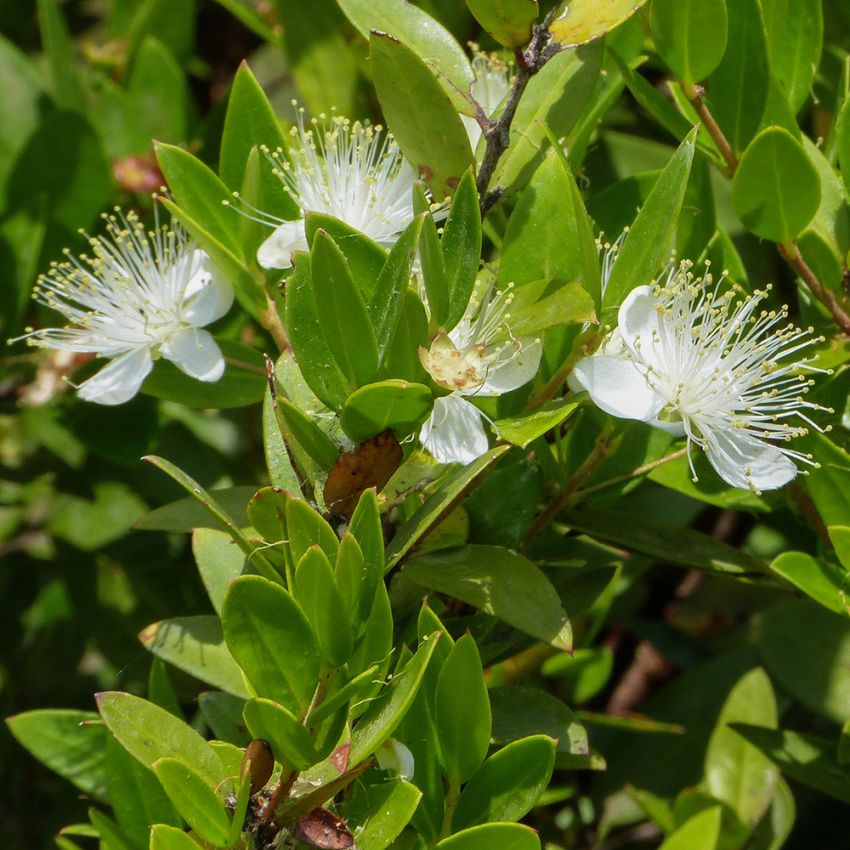 Myrten | Fleråriga krukväxter | Myrtus communis | Impecta