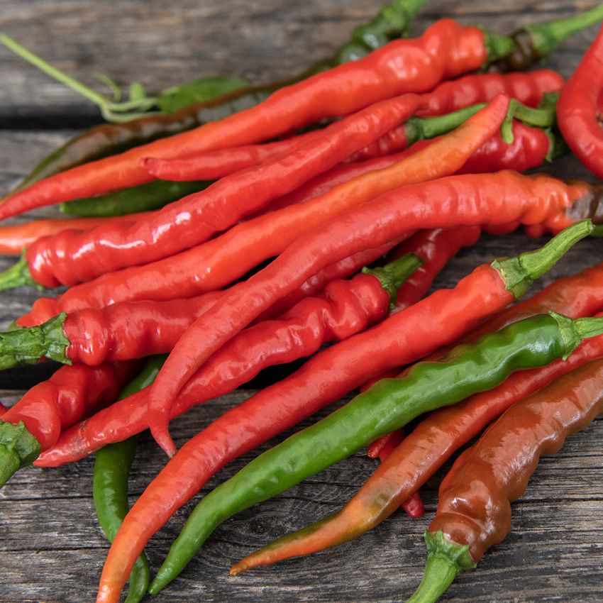 Chilipeppar 'Cayenne Long Slim'