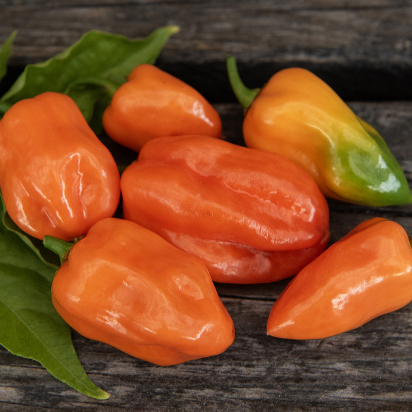 Havannapeppar 'Habanero Orange' små veckade, orange, frukter, tätväxande och het