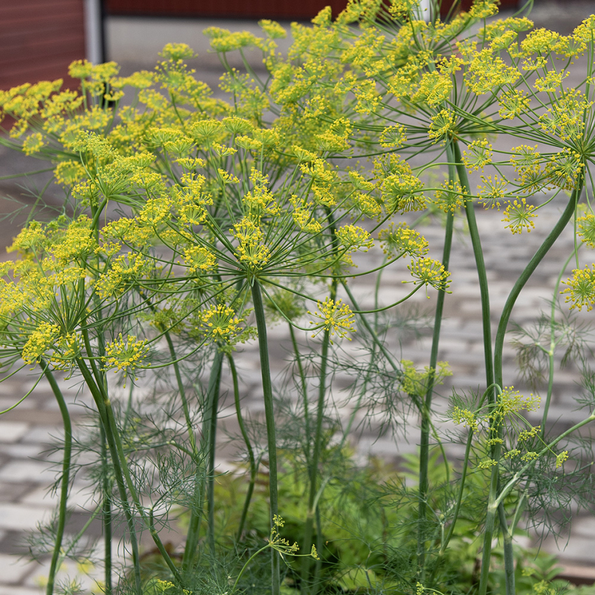 Dill 'Como', Traditionell örtkrydda. Bästa sorten för krondill.