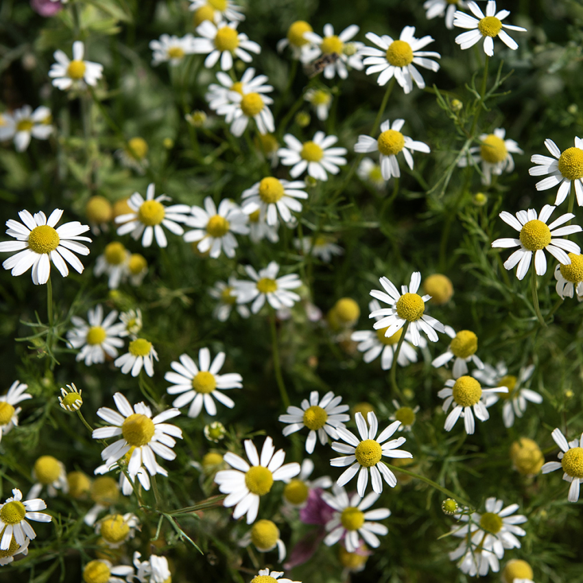 Kamomill, Vita korgblommor med gul mittdisk. Findelat, aromatiskt bladverk.