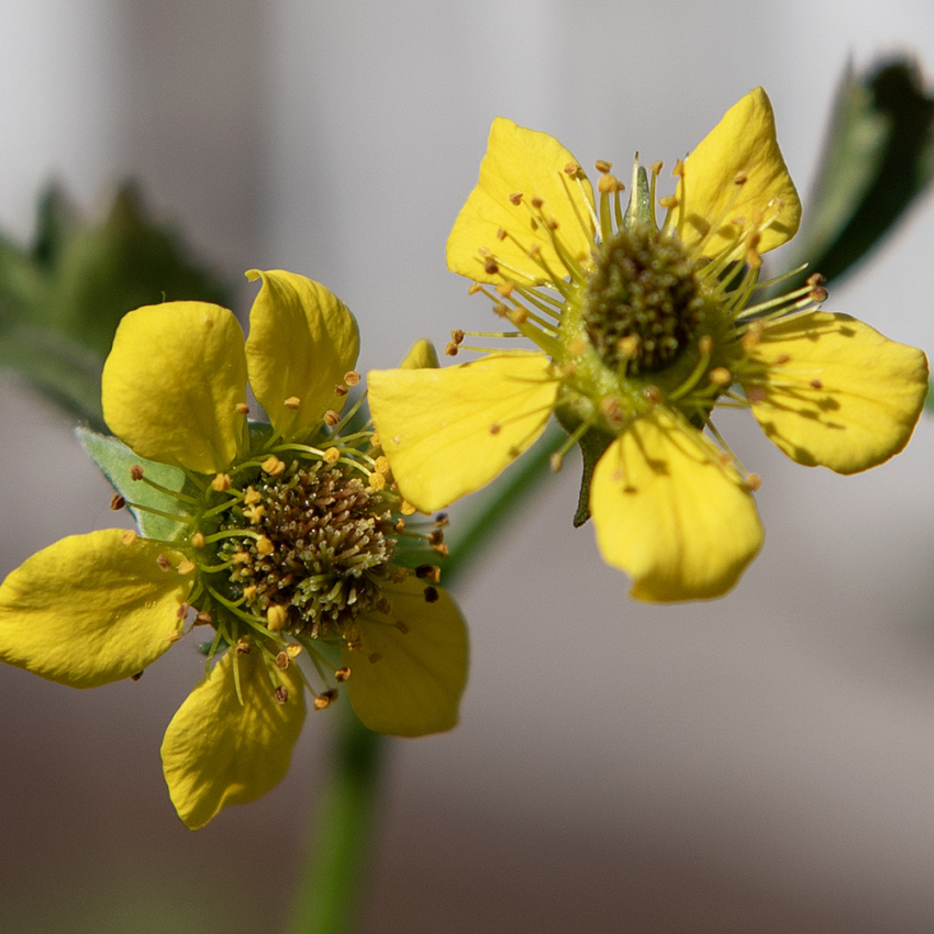 Nejlikrot, medicinalväxt, gula blommor på varje stjälk och flikade, tandade blad