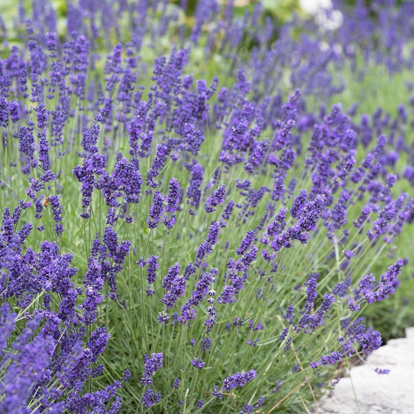 Lavendel Perenner Lavandula Angustifolia 3516