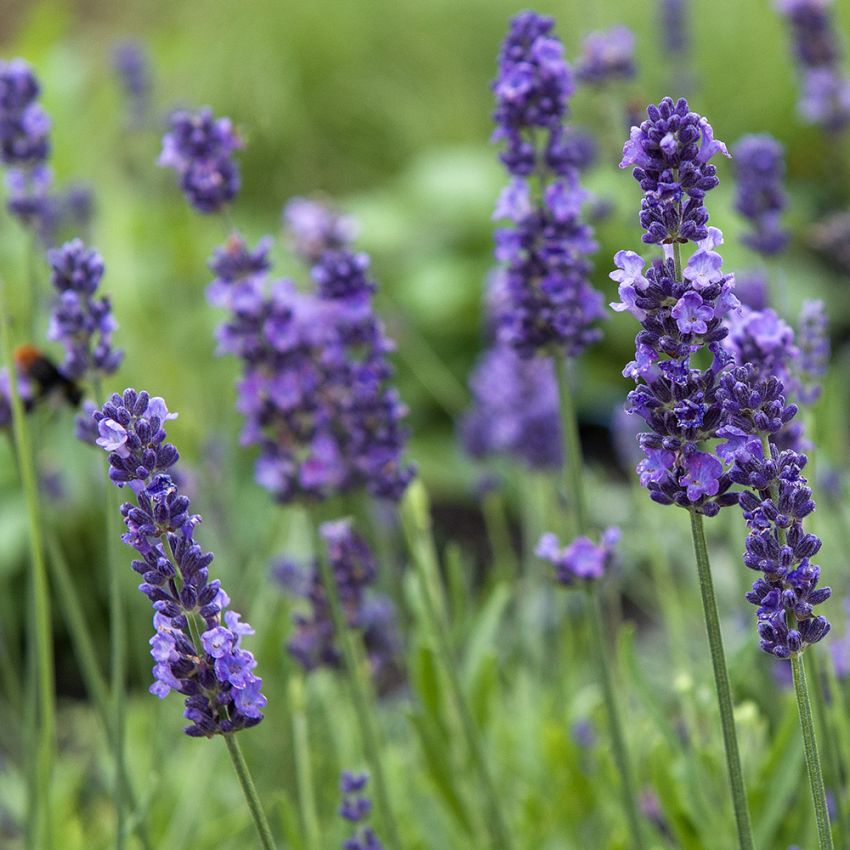 Lavendel 'Lovely Sky'