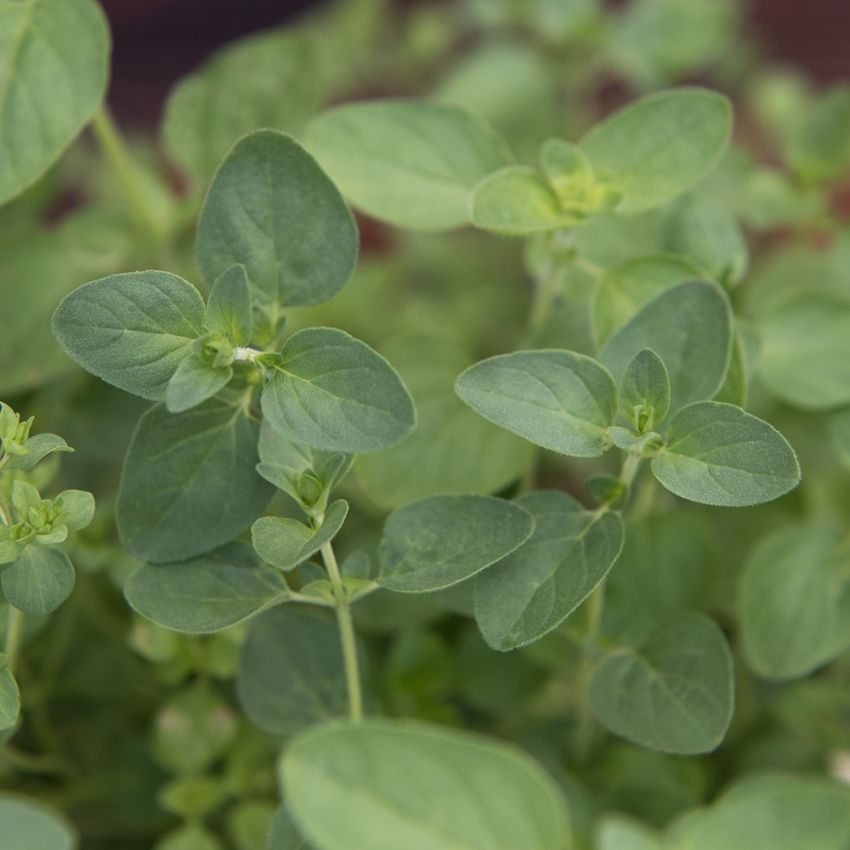 Grekisk Oregano 'Griechischer'