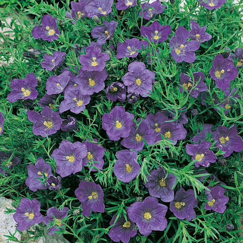 Nierembergia 'Purple Robe'