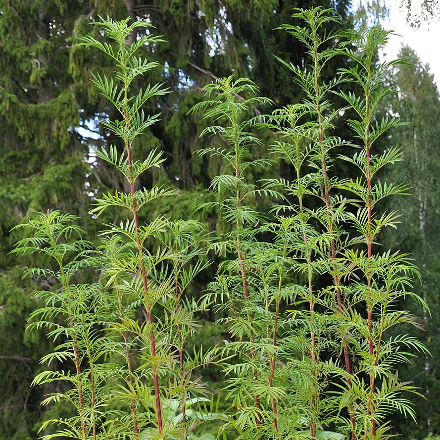 Mexikansk Tagetes