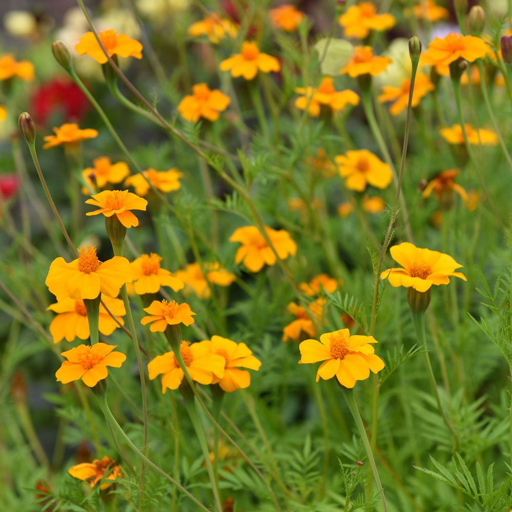 Gröngödsling Tagetes 'Ground Control'