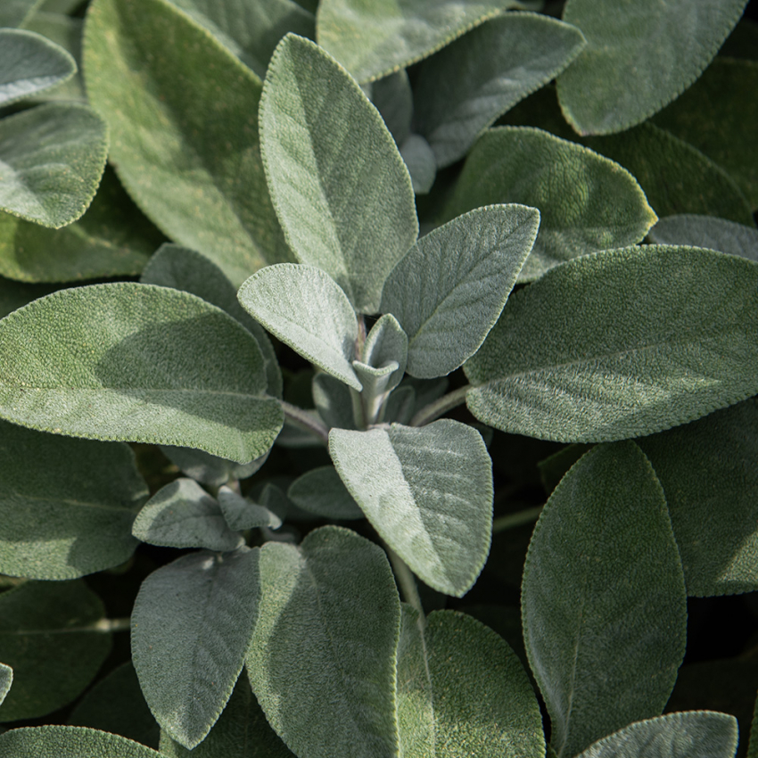 Kryddsalvia, Blåvioletta blommor med silvergrönt, ulligt, aromatiskt bladverk