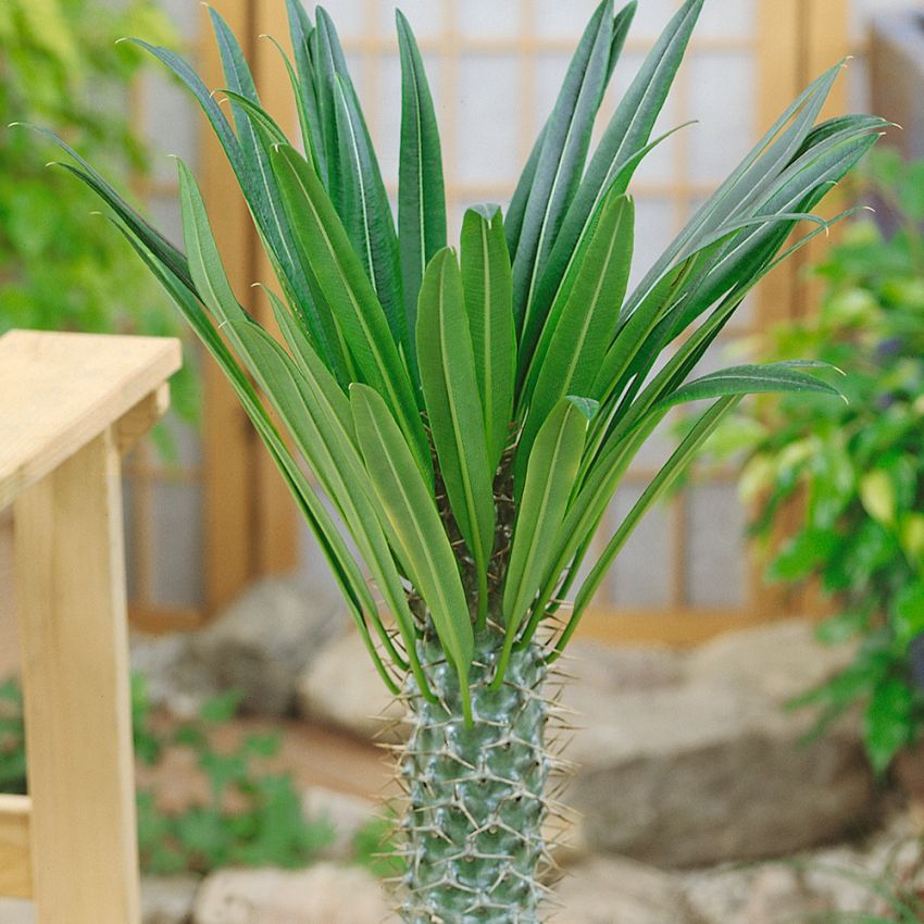 Ökenstjärna | Fleråriga krukväxter | Pachypodium lamerei | Impecta